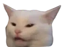 Cat Wtf catwtf Discord Emoji