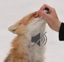 Fox_Shut