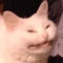 KittenzCringe Discord Emoji