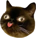 4376_derpblep