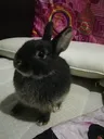 bunny_