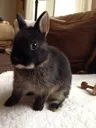 bunny_