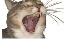 ricoyawn ricoyawn