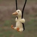 duckswing