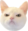 CatAngy CatAngy
