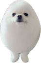borkeggdog Discord emoji