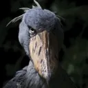 shoebill shoebill