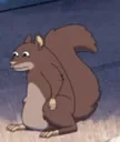 squirrel
