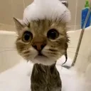 ccatbubbles
