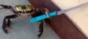 Mrcrabs