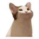 CatPopClosed CatPopClosed
