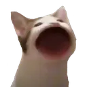CatPopOpen CatPopOpen
