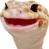 geck