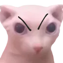 angrycatthing
