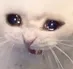 catcry1