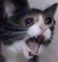 catcry2