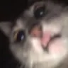 e_catstare