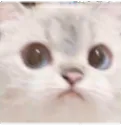 Cat Stare cat_stare Discord Emoji