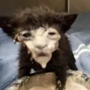 creamycat
