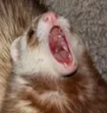 hamskremo