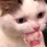 cat_sus