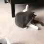 kittyawaken