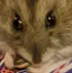 bingbongstare