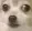 dogOhm