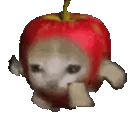 apple_cat