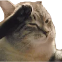 catsalute