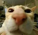 Cat_Stare