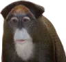 livemonkereaction livemonkereaction