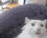EXTSUSCAT