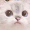 catconcern Discord emoji