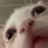 catpain_CC
