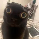 cat_looking