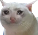 sadcat2
