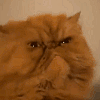 7573pissedcat