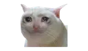 Sad Cat1 sadcat1 Discord Emoji