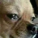 saddog