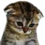 sadcutemeow