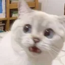 Scaredkitty
