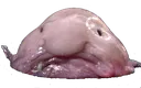 Blobfish
