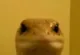 Stare_Lizord