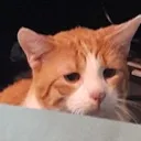 sadkot sadkot
