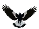 BDH_Magpie