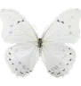 white_butterfly2