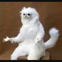 wtf