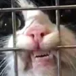 jailedCat