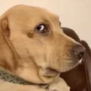 uhm
